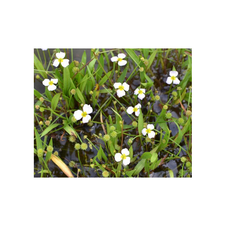 BALDELLIA ranunculoides