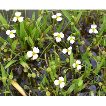 BALDELLIA ranunculoides