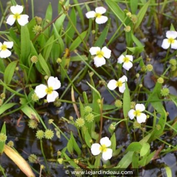 BALDELLIA ranunculoides