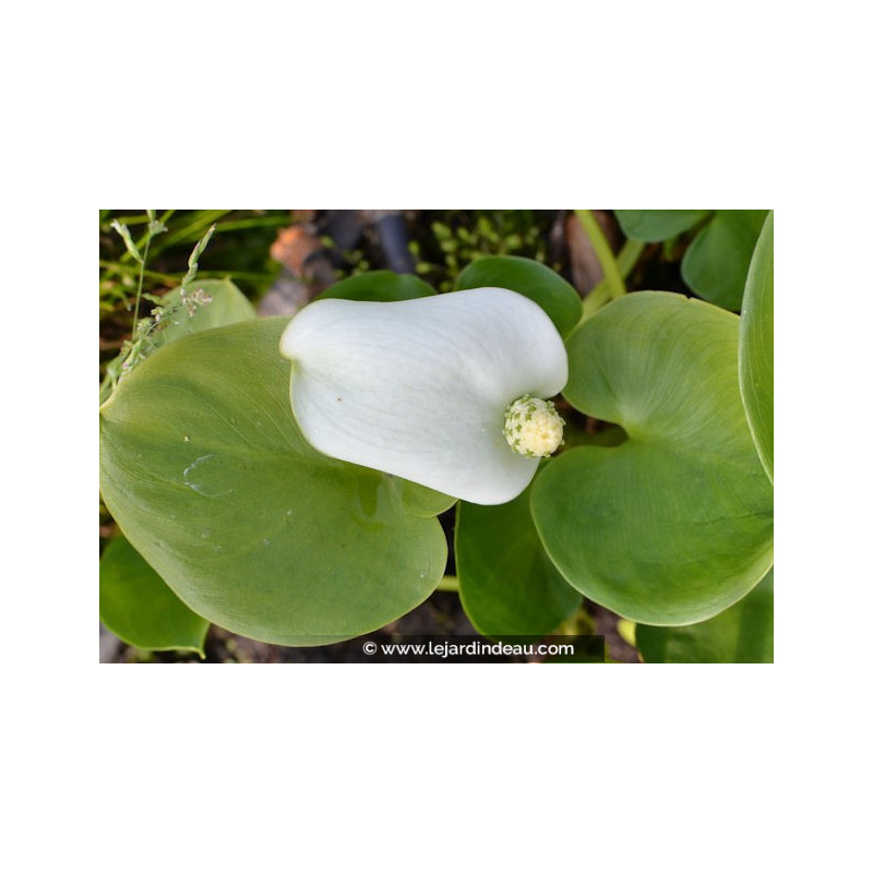 CALLA palustris