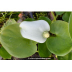 CALLA palustris