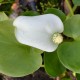 CALLA palustris