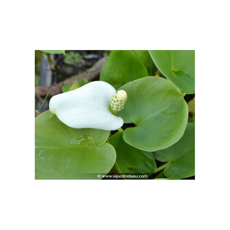 CALLA palustris