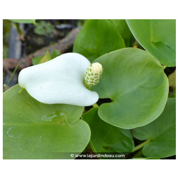 CALLA palustris
