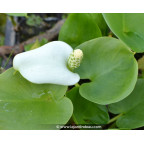 CALLA palustris