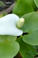 CALLA palustris