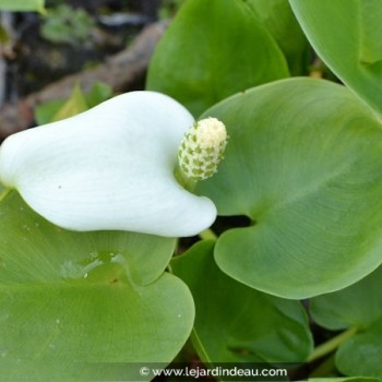 CALLA palustris