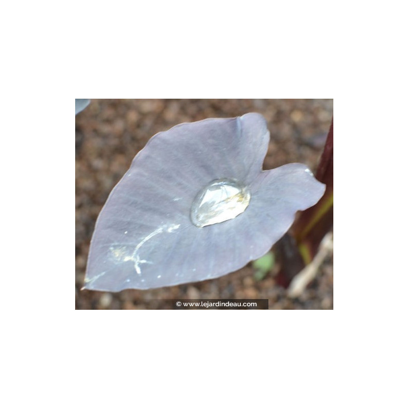COLOCASIA 'Black Magic' COLOCASIA 'Black Magic'