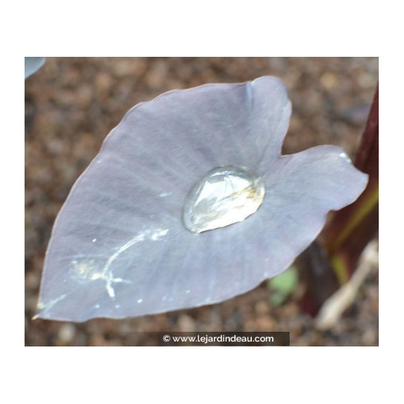 COLOCASIA 'Black Magic'