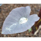 COLOCASIA 'Black Magic' COLOCASIA 'Black Magic'