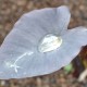 COLOCASIA 'Black Magic'