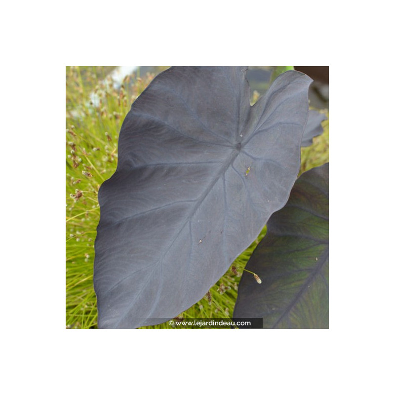 COLOCASIA 'Black Magic' COLOCASIA 'Black Magic'