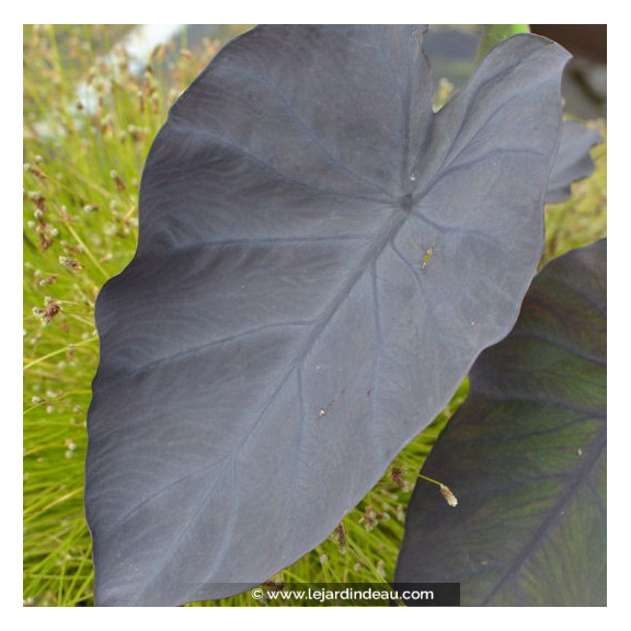 COLOCASIA 'Black Magic'