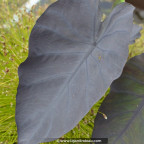 COLOCASIA 'Black Magic' COLOCASIA 'Black Magic'