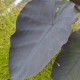 COLOCASIA 'Black Magic'