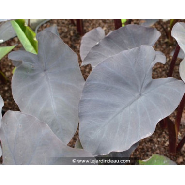 COLOCASIA \'Black Magic\'