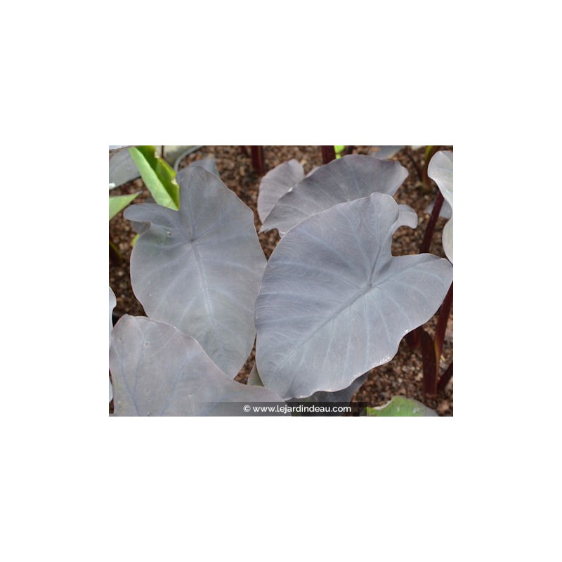 COLOCASIA 'Black Magic' COLOCASIA 'Black Magic'