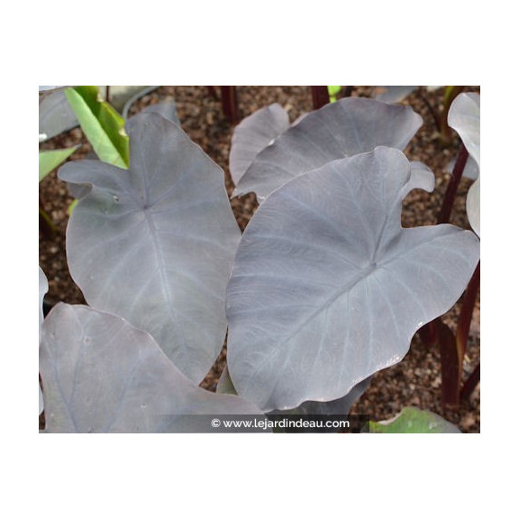 COLOCASIA 'Black Magic'