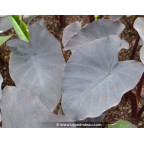 COLOCASIA 'Black Magic' COLOCASIA 'Black Magic'