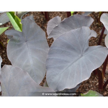 COLOCASIA \'Black Magic\'