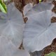 COLOCASIA 'Black Magic'