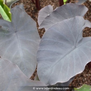 COLOCASIA &#039;Black Magic&#039;