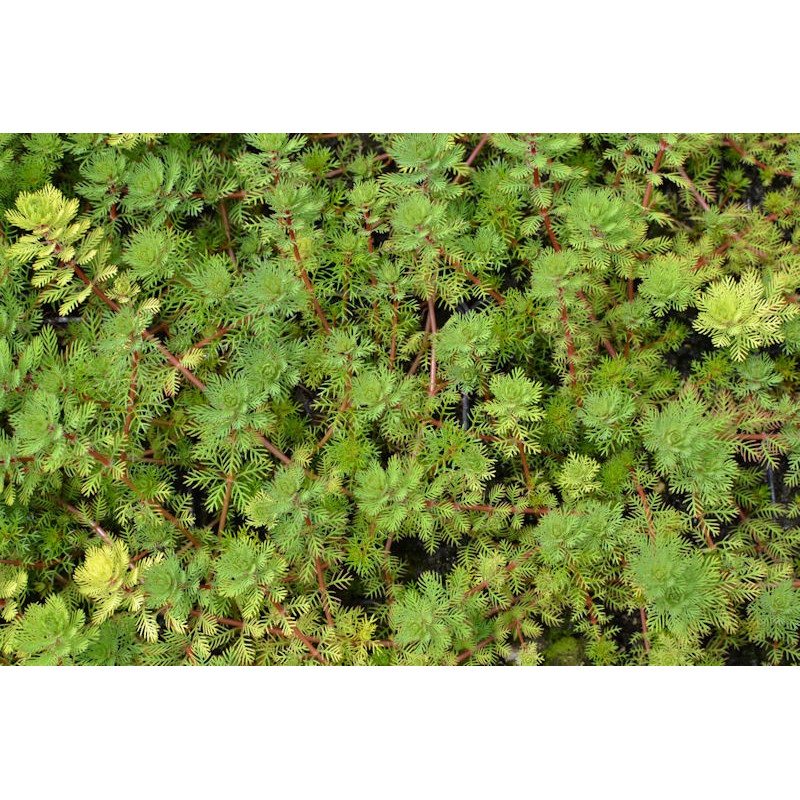 MYRIOPHYLLUM rubricaule