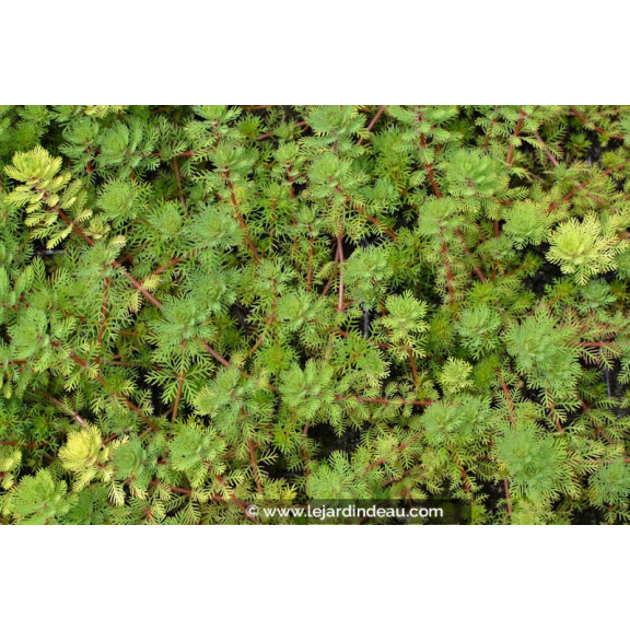 MYRIOPHYLLUM rubricaule