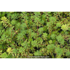 MYRIOPHYLLUM rubricaule