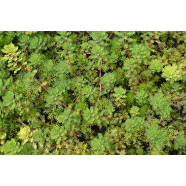 MYRIOPHYLLUM rubricaule