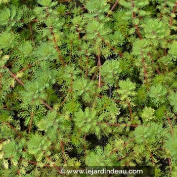 MYRIOPHYLLUM brasiliensis