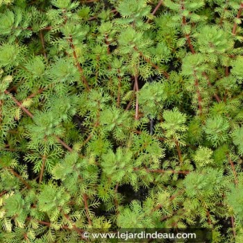 MYRIOPHYLLUM rubricaule