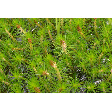 MYRIOPHYLLUM propium