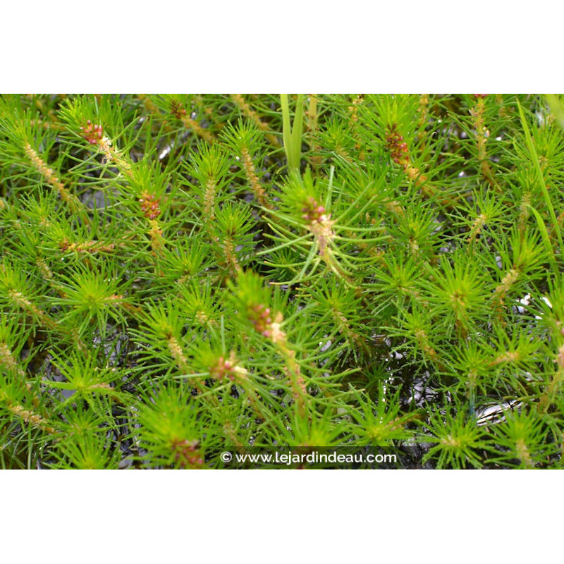 MYRIOPHYLLUM propium MYRIOPHYLLUM propium