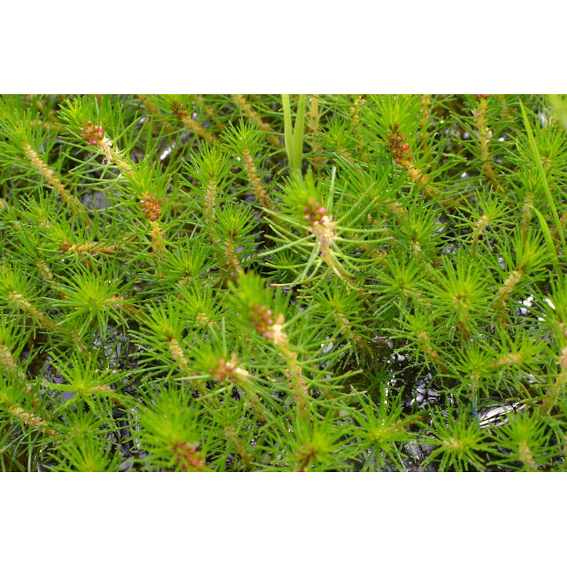 MYRIOPHYLLUM propium