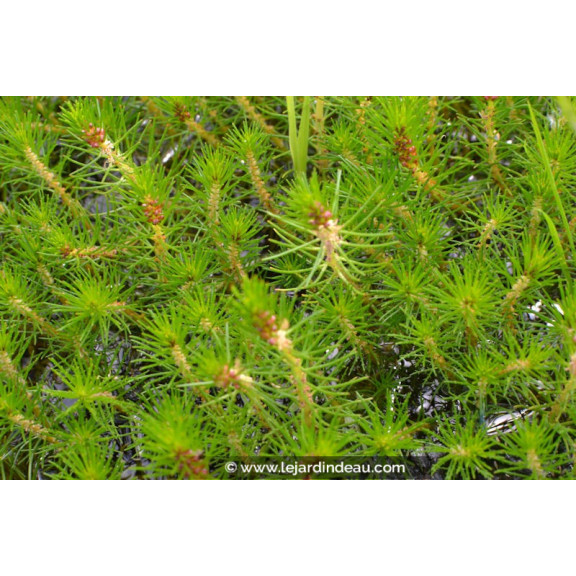 MYRIOPHYLLUM propium