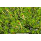 MYRIOPHYLLUM propium