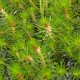 MYRIOPHYLLUM propium