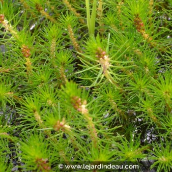 MYRIOPHYLLUM propium