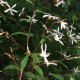 GILLENIA trifoliata