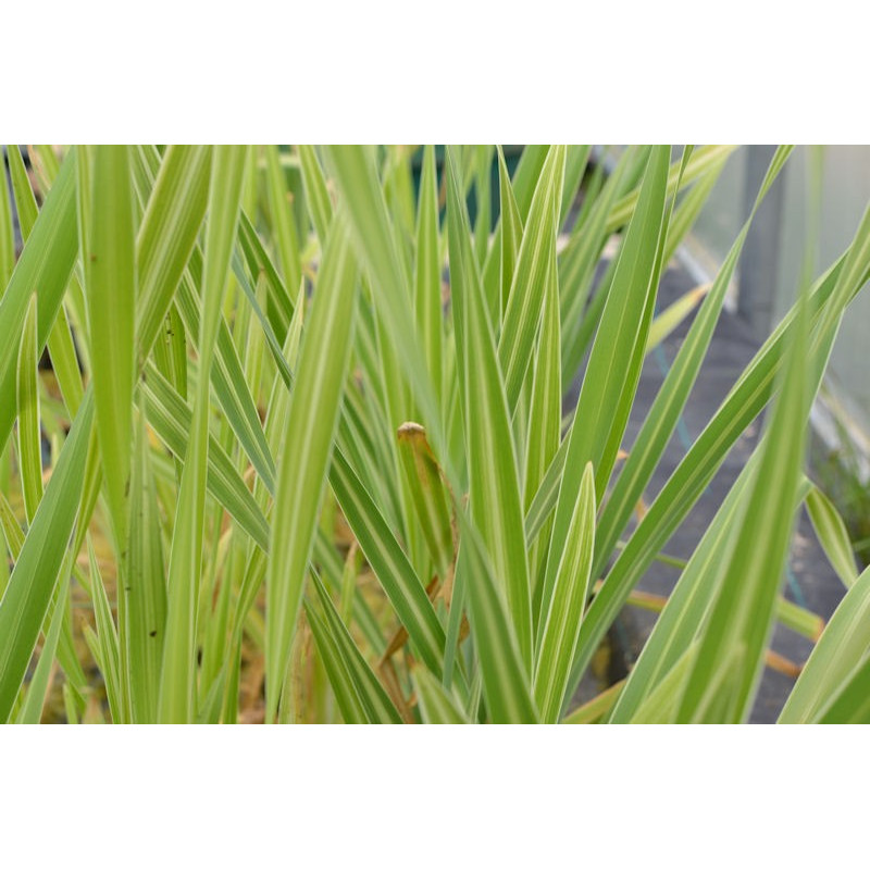 TYPHA latifolia 'Variegata'
