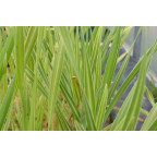 TYPHA latifolia 'Variegata'