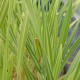 TYPHA latifolia 'Variegata'