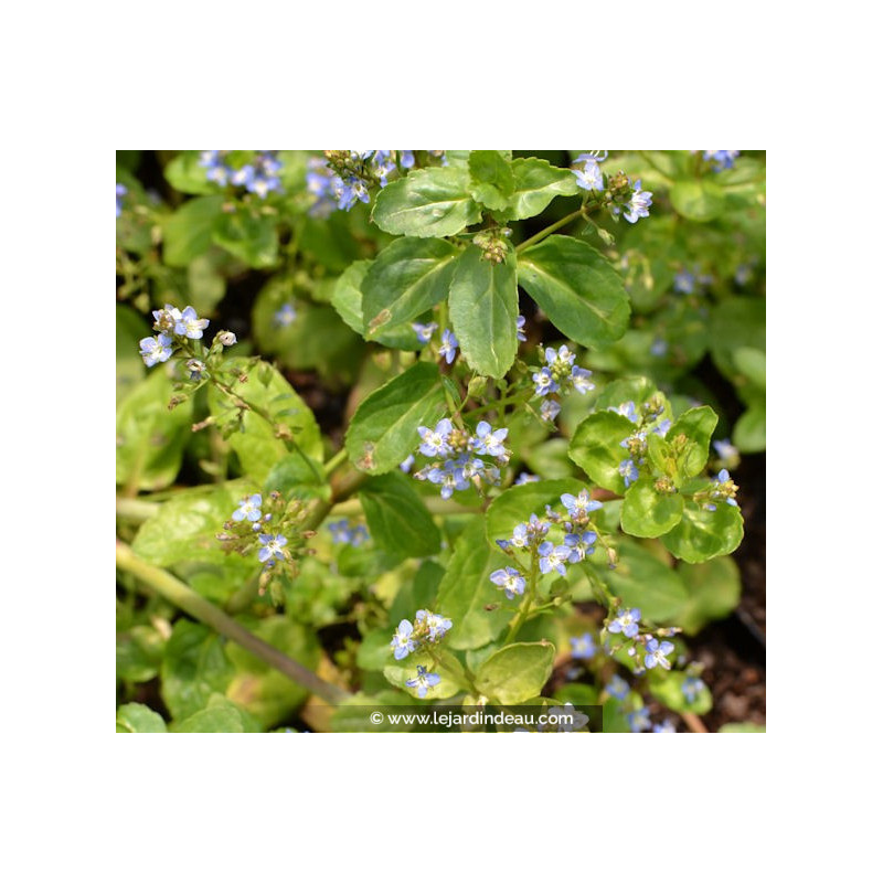 VERONICA beccabunga