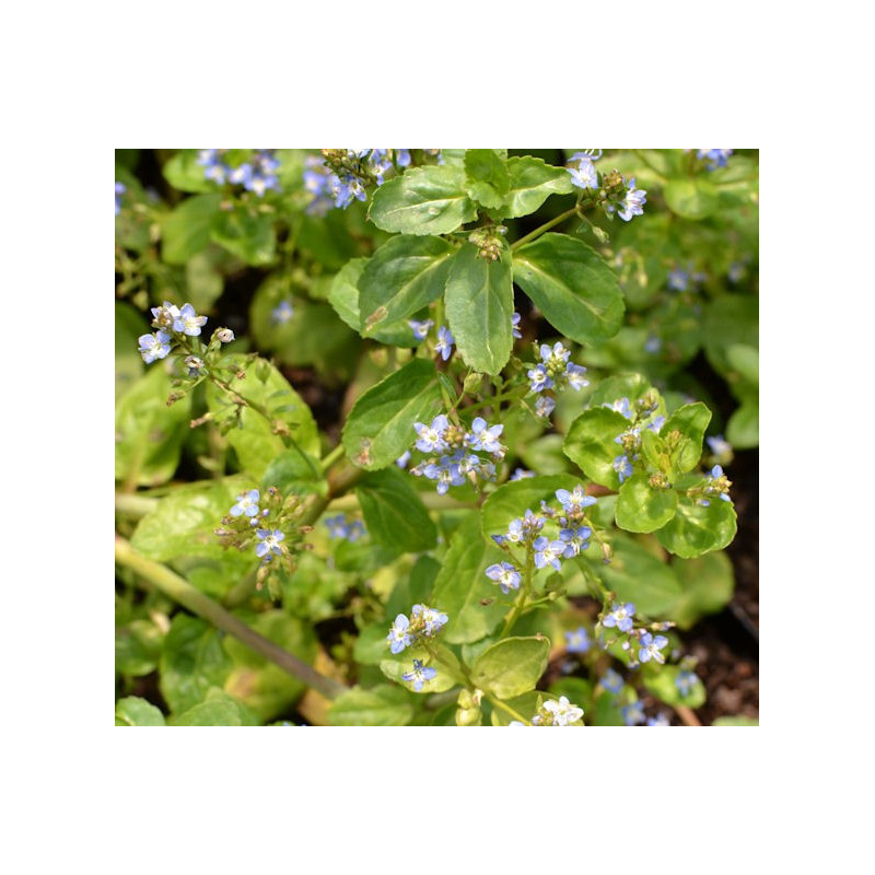 VERONICA beccabunga