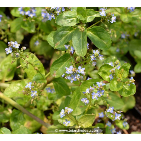 VERONICA beccabunga