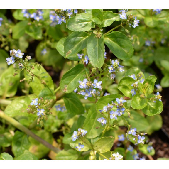 VERONICA beccabunga