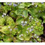 VERONICA beccabunga