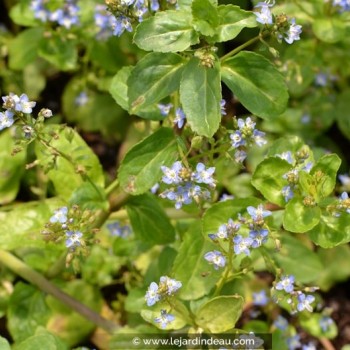 VERONICA beccabunga