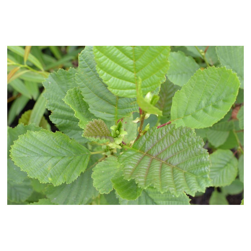 Alnus glutinosa